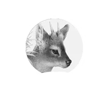 Amigos de la Patagonia